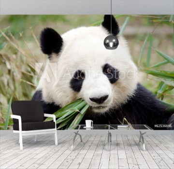 Picture of Giant Panda eating bamboo Chengdu China